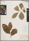 Foto von Salix caprea L.